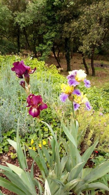 Les Jardins D'Isa Villa Tourves Exteriör bild